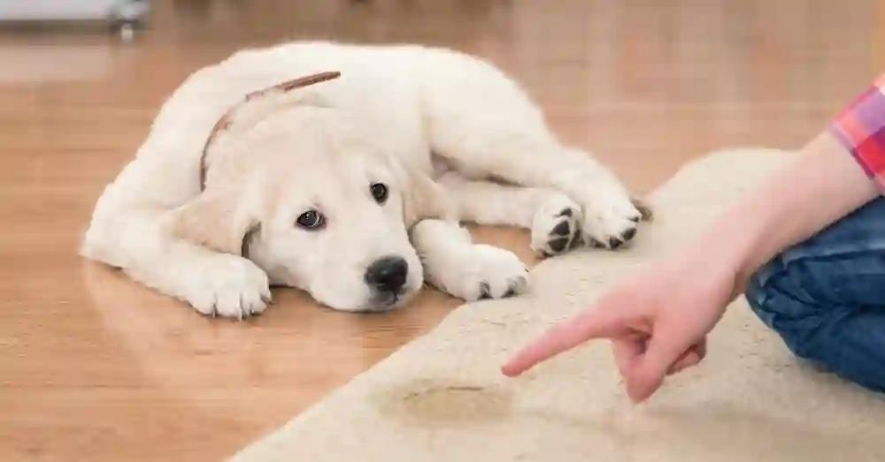 Simple Tips to Train Your Pet to Use the Bathroom Outside