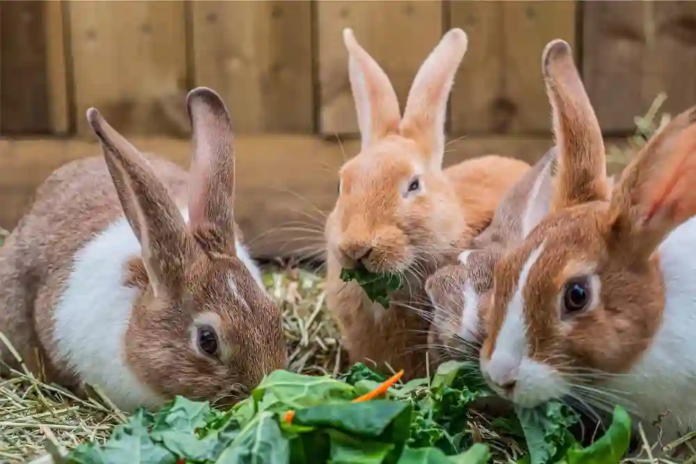 Essential Care Tips for Pet Rabbits: Health and Happiness