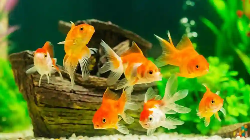 How To Keep Your Fish Tank Clean And Your Fish Happy