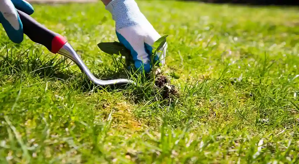  Simple Steps to a Lovely, Weed-Free Lawn